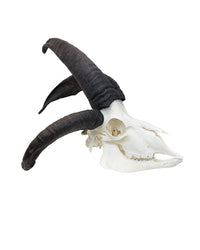 Real Jacob Sheep Skull