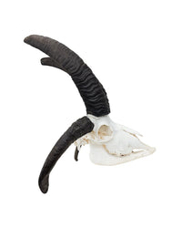 Echter Jakobsschaf Schädel