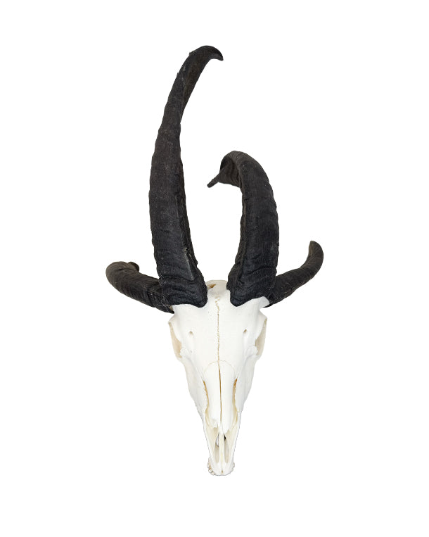 Real Jacob Sheep Skull