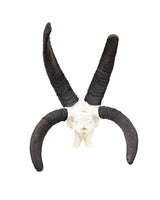 Echter Jakobsschaf Schädel