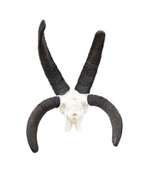 Echter Jakobsschaf Schädel