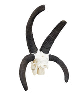 Echter Jakobsschaf Schädel