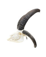 Echter Jakobsschaf Schädel