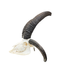 Echter Jakobsschaf Schädel