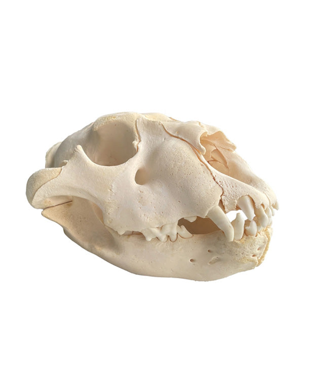 Real lion skull (young animal)