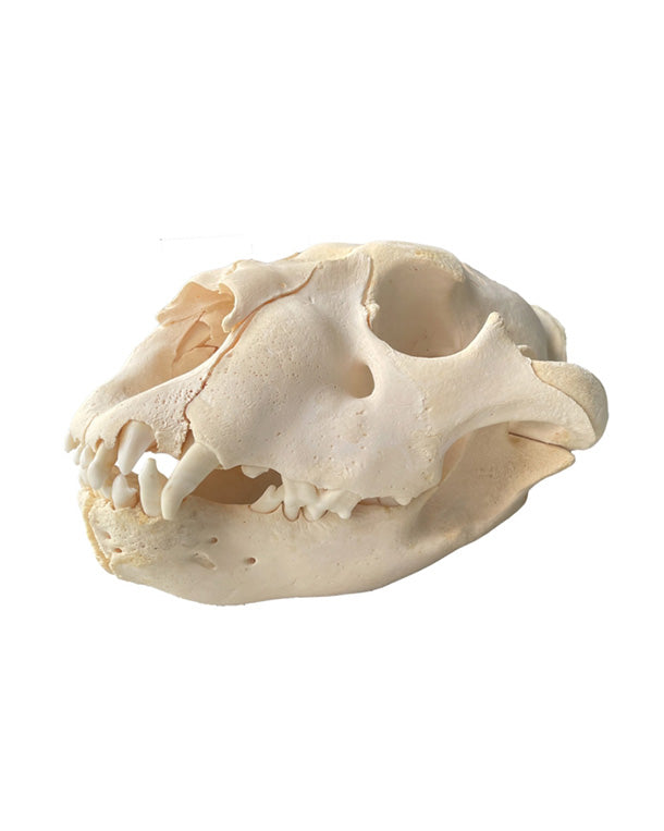 Real lion skull (young animal)