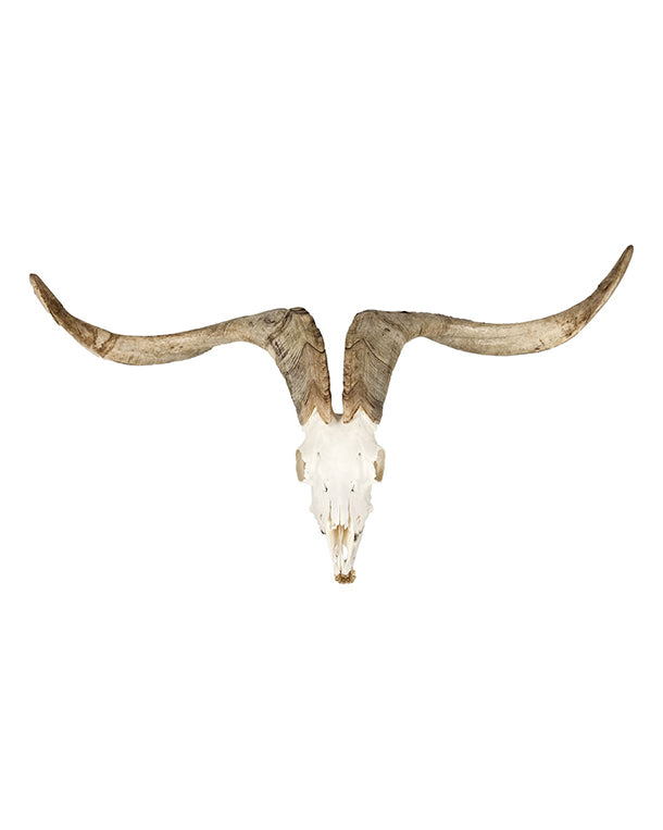 Real cashmere goat skull