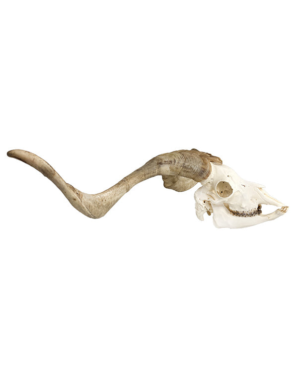 Real cashmere goat skull
