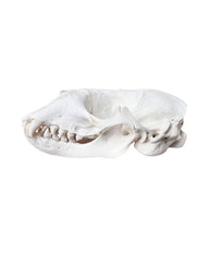 Real grey seal skull