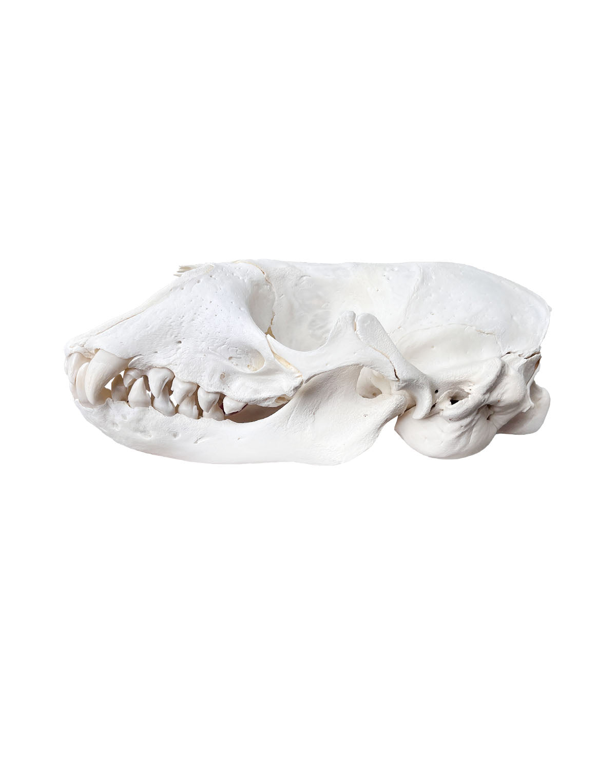 Real grey seal skull