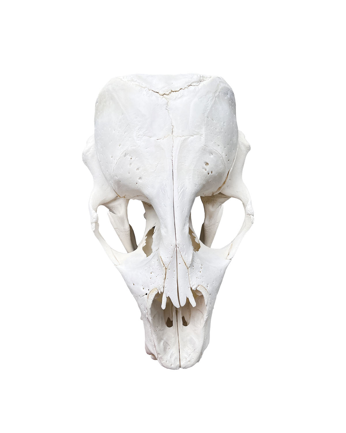 Real grey seal skull