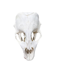 Real grey seal skull