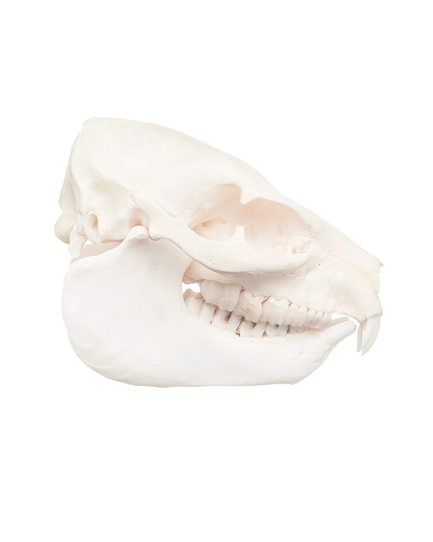 Real rock hyrax skull