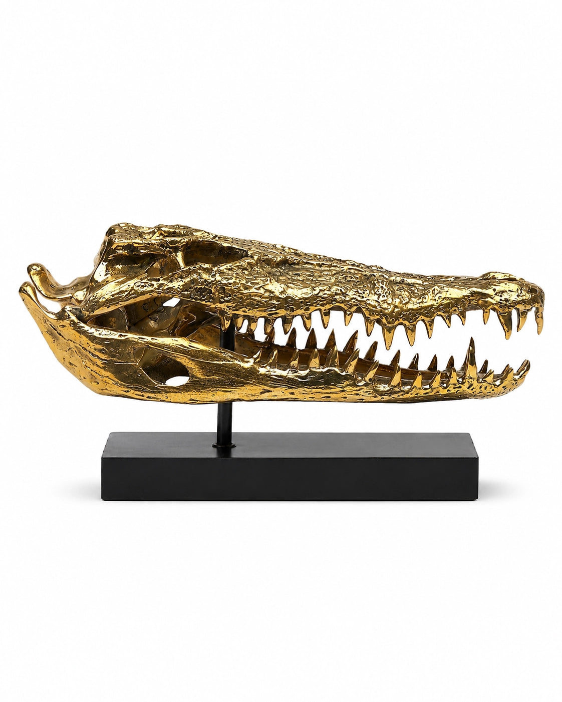 Goldenes Salzwasserkrokodil Schädel Replikat auf schwarzem Sockel.