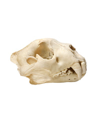 Real Leopard Skull ♂