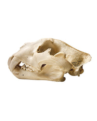 Real Leopard Skull ♂