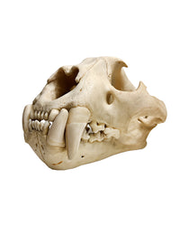 Real Leopard Skull ♂