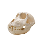 Real macaque skull (twinnies taiwan) 
