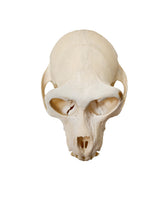 Real macaque skull (twinnies taiwan) 