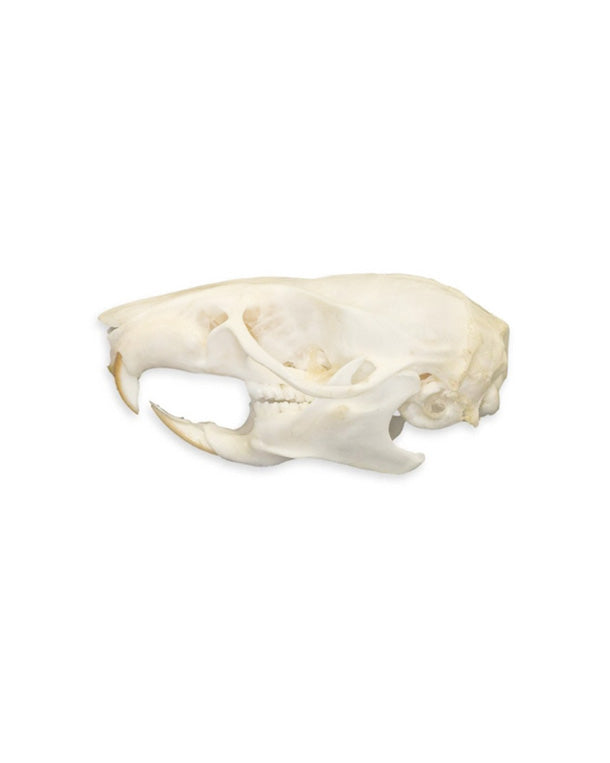 Real Mouse Skull