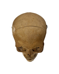 Menschlicher Schädel 100622
