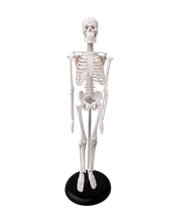 mini-skeleton