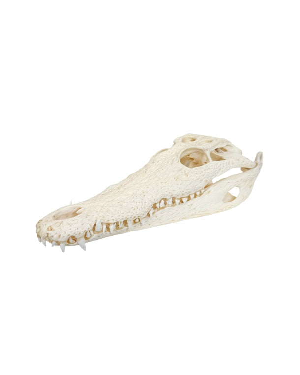 Echten Nilkrokodil-Schädel (Crocodylus niloticus) bei SWISSskulls kaufen – hochwertig präpariert, legal bezogen, perfekt für Sammler und Studienobjekte.