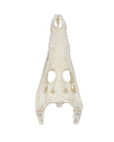 Echten Nilkrokodil-Schädel (Crocodylus niloticus) bei SWISSskulls kaufen – hochwertig präpariert, legal bezogen, perfekt für Sammler und Studienobjekte.