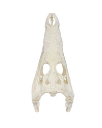 Echten Nilkrokodil-Schädel (Crocodylus niloticus) bei SWISSskulls kaufen – hochwertig präpariert, legal bezogen, perfekt für Sammler und Studienobjekte.