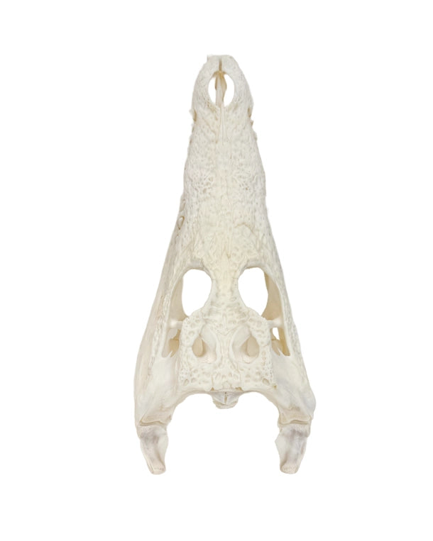 Echten Nilkrokodil-Schädel (Crocodylus niloticus) bei SWISSskulls kaufen – hochwertig präpariert, legal bezogen, perfekt für Sammler und Studienobjekte.