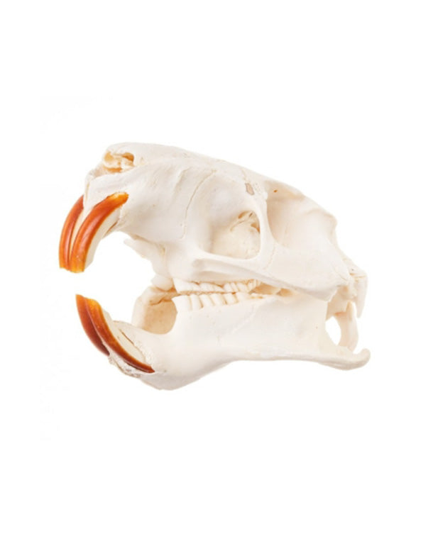 Real Nutria Skull