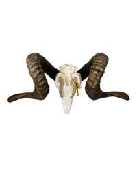 Real Soay ram skull