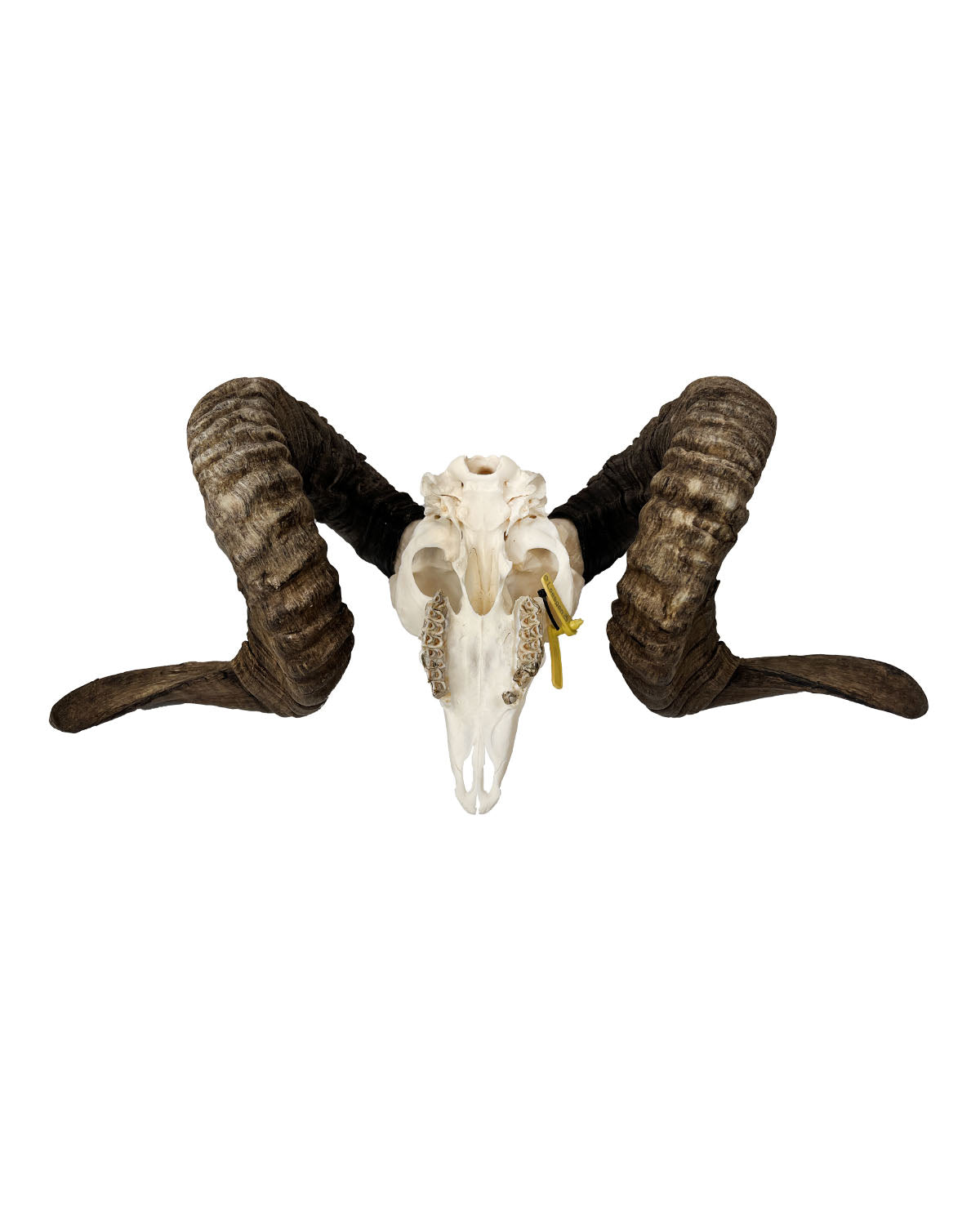 Real Soay ram skull