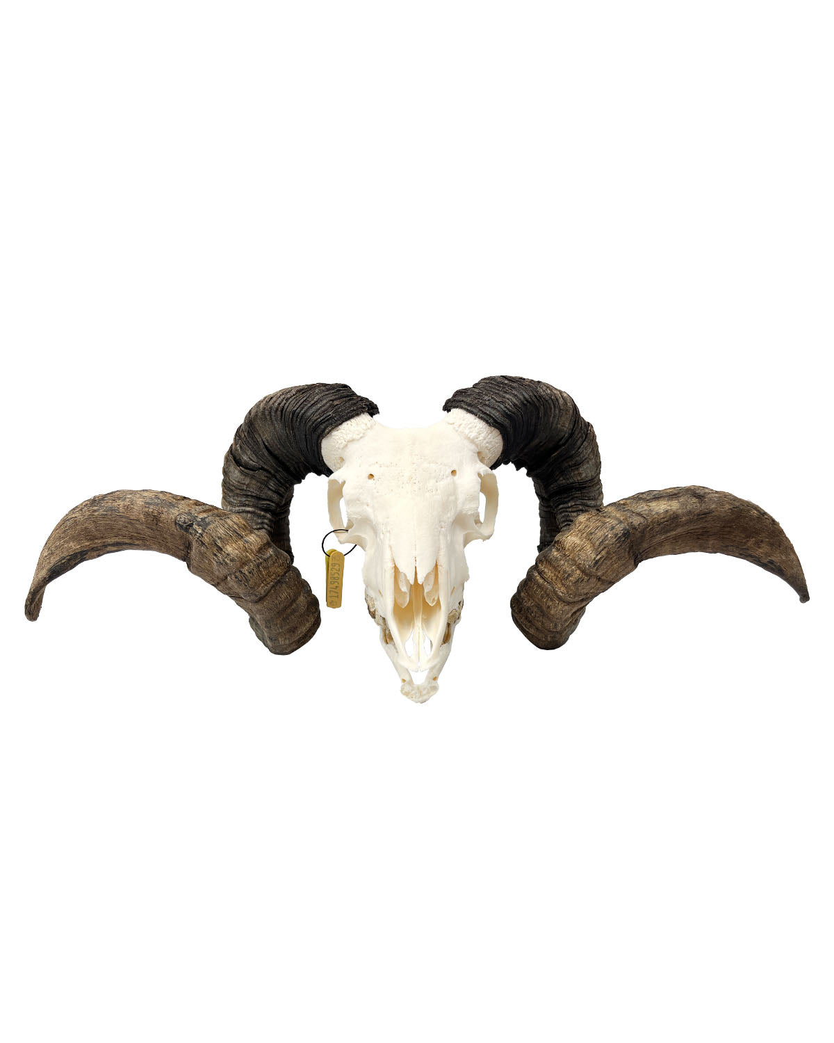 Real Soay ram skull