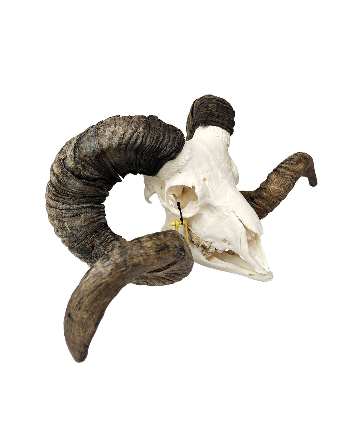 Real Soay ram skull