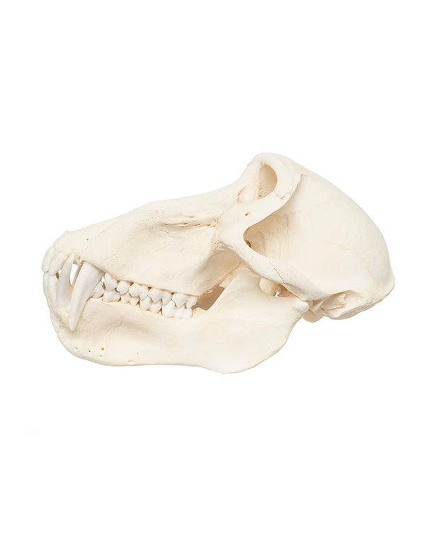 Real baboon skull (Chacma baboon)