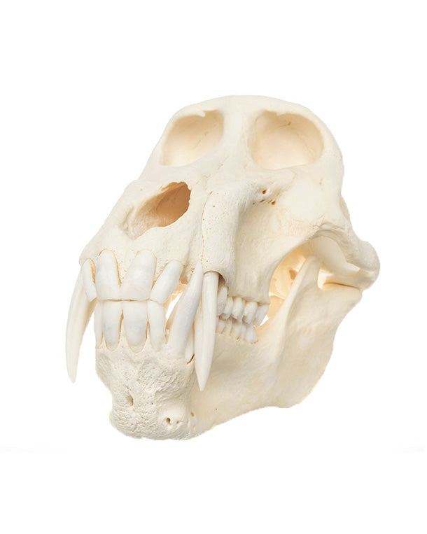 Real baboon skull (Chacma baboon)