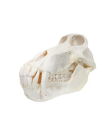 Echter Pavian-Schädel – professionell präpariert und detailreich. Jetzt hochwertigen Pavian-Schädel bei SWISSSkulls kaufen. zur Primaten Kollektion.