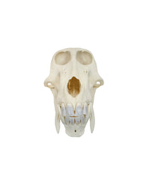 Echter Pavian Schädel (Chacmapavian)