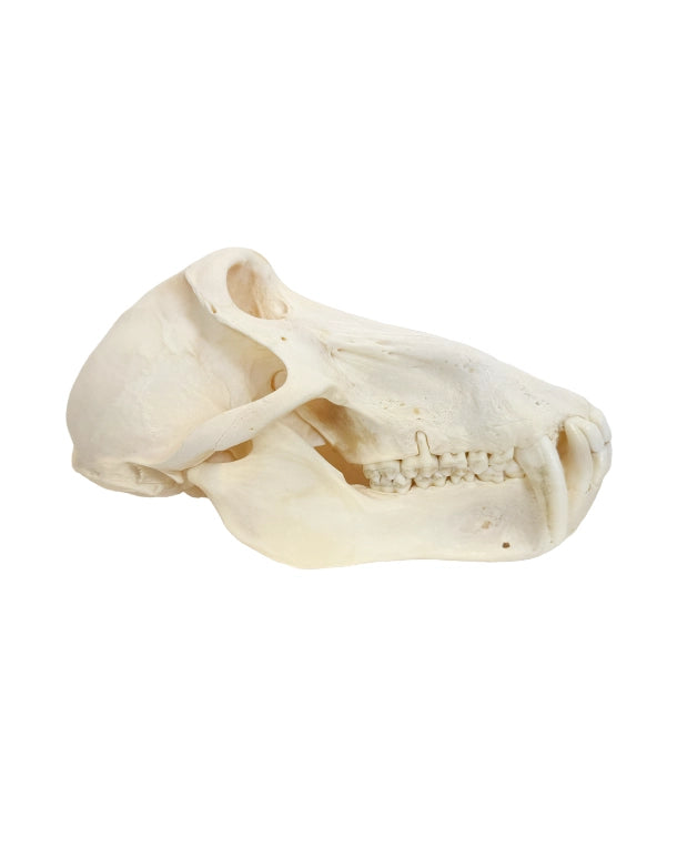 Echter Pavian-Schädel – professionell präpariert und detailreich. Jetzt hochwertigen Pavian-Schädel bei SWISSSkulls kaufen. zur Primaten Kollektion.