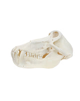 Echter Pavian-Schädel – professionell präpariert und detailreich. Jetzt hochwertigen Pavian-Schädel bei SwissSkulls kaufen.