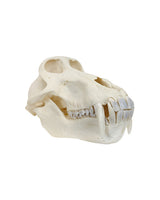 Echter Pavian Schädel (Chacmapavian)