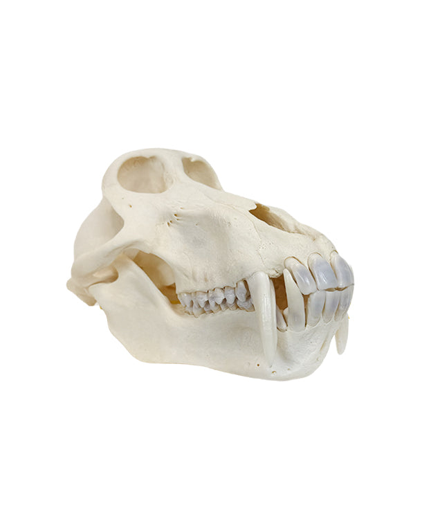 Echter Pavian Schädel (Chacmapavian)