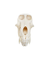 Echter Pavian-Schädel – professionell präpariert und detailreich. Jetzt hochwertigen Pavian-Schädel bei SwissSkulls kaufen.