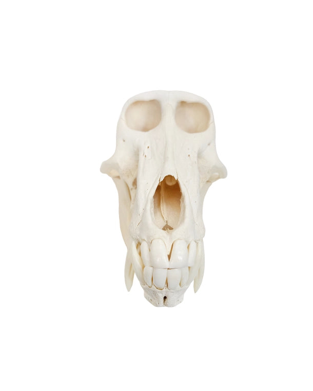 Echter Pavian-Schädel – professionell präpariert und detailreich. Jetzt hochwertigen Pavian-Schädel bei SwissSkulls kaufen.