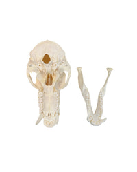 Echter Pavian-Schädel – professionell präpariert und detailreich. Jetzt hochwertigen Pavian-Schädel bei SWISSSkulls kaufen. zur Primaten Kollektion.