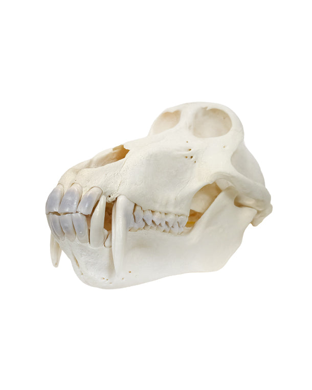 Echter Pavian Schädel (Chacmapavian)