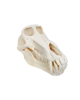 Echter Pavian-Schädel – professionell präpariert und detailreich. Jetzt hochwertigen Pavian-Schädel bei SwissSkulls kaufen.“