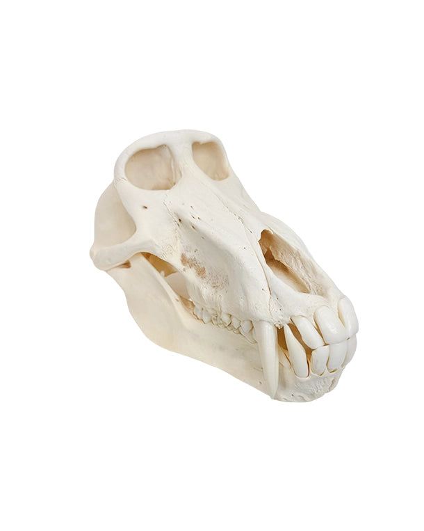 Echter Pavian-Schädel – professionell präpariert und detailreich. Jetzt hochwertigen Pavian-Schädel bei SwissSkulls kaufen.“