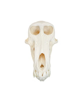 Echter Pavian Schädel (Chacmapavian)